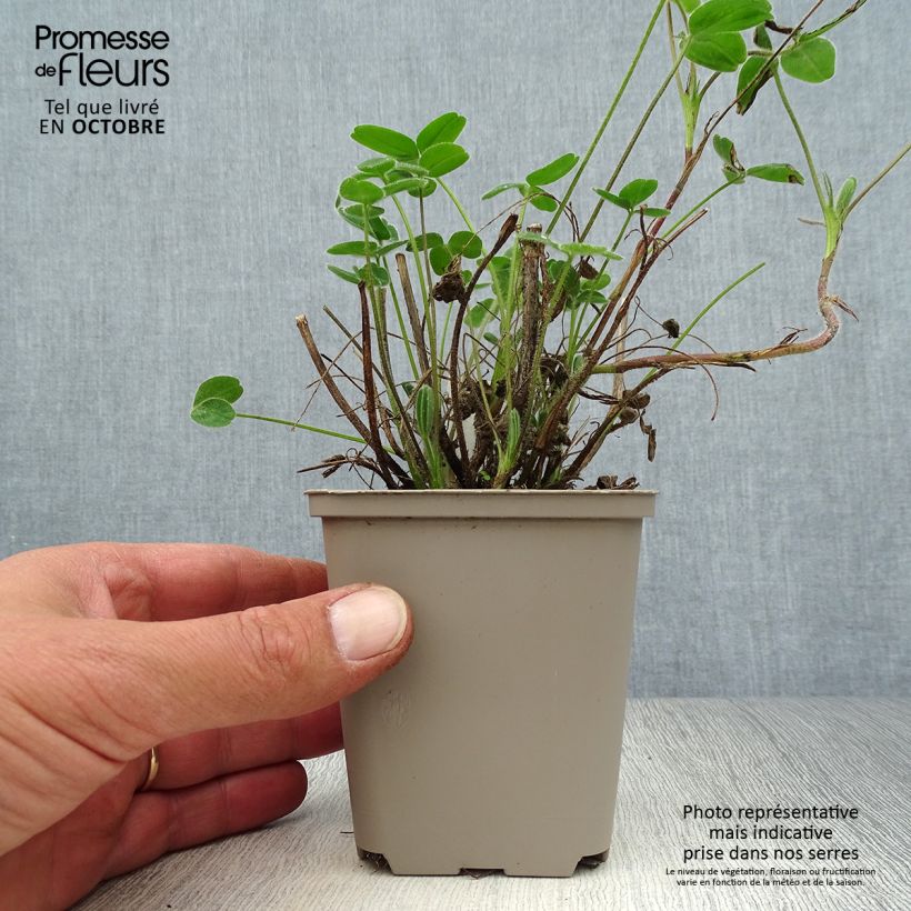 Ejemplar de Trifolium ochroleucon Maceta de 8/9 cm entregado en otoño