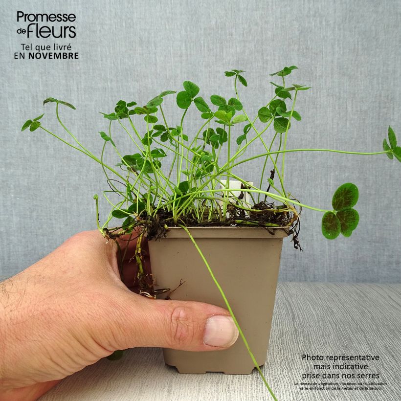 Ejemplar de Trifolium repens Pentaphyllum - Trébol blanco Maceta de 8/9 cm entregado en otoño