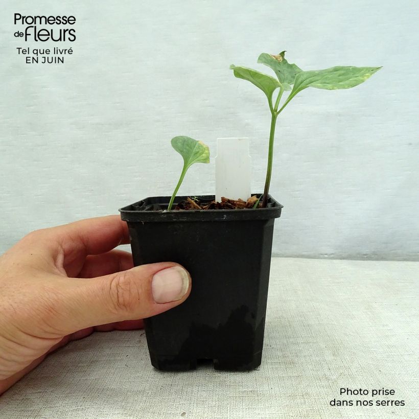 Ejemplar de Trillium recurvatum Maceta de 8/9 cm entregado en verano