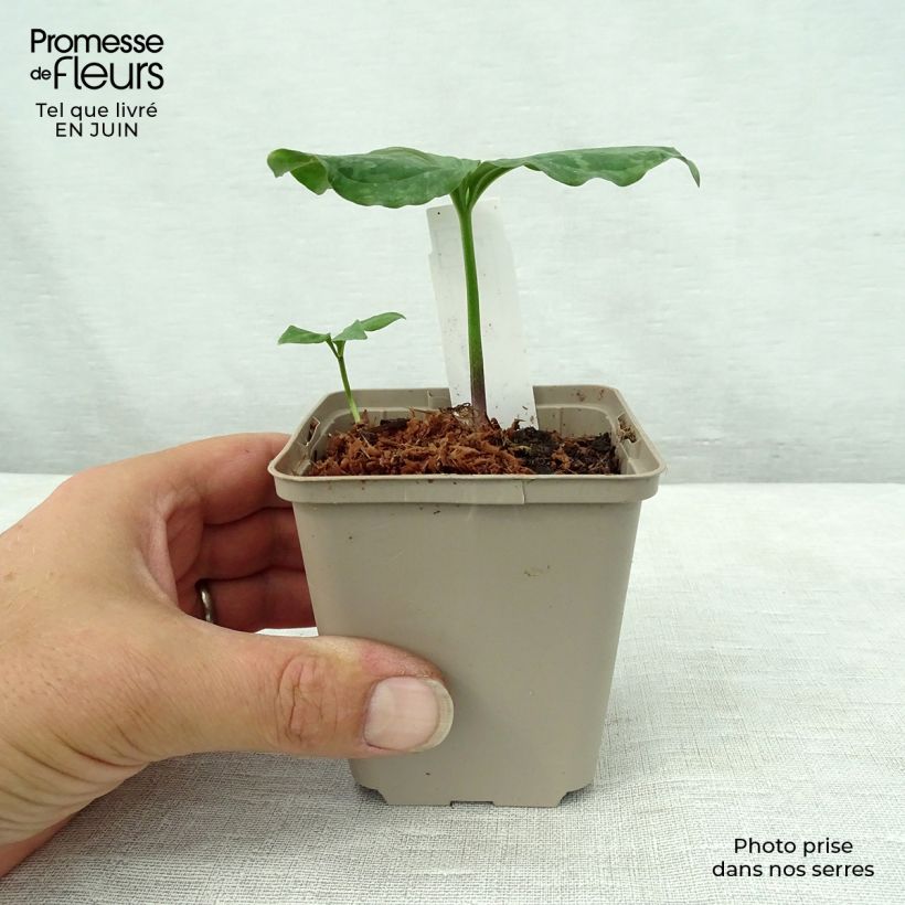 Ejemplar de Trillium sessile Godet de 9cm entregado en verano