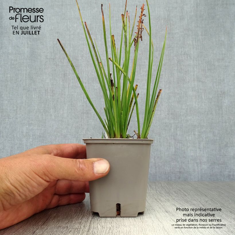 Ejemplar de Kniphofia uvaria Orange Vanilla Popsicle Maceta de 8/9 cm entregado en verano