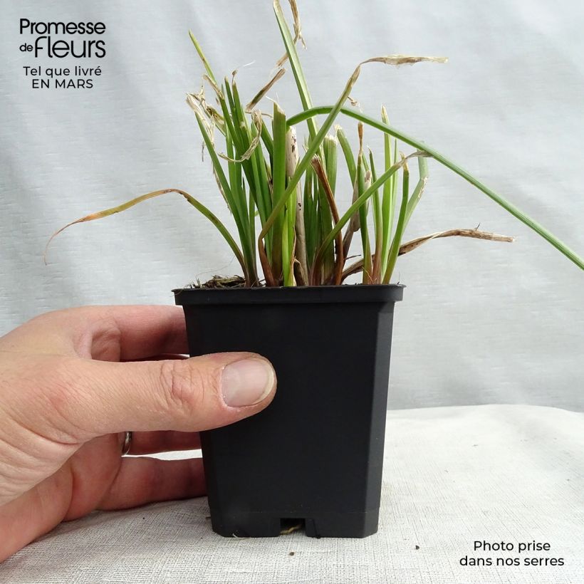 Kniphofia uvaria Orange Vanilla Popsicle Maceta de 8/9 cm Ejemplar entregado en la primavera