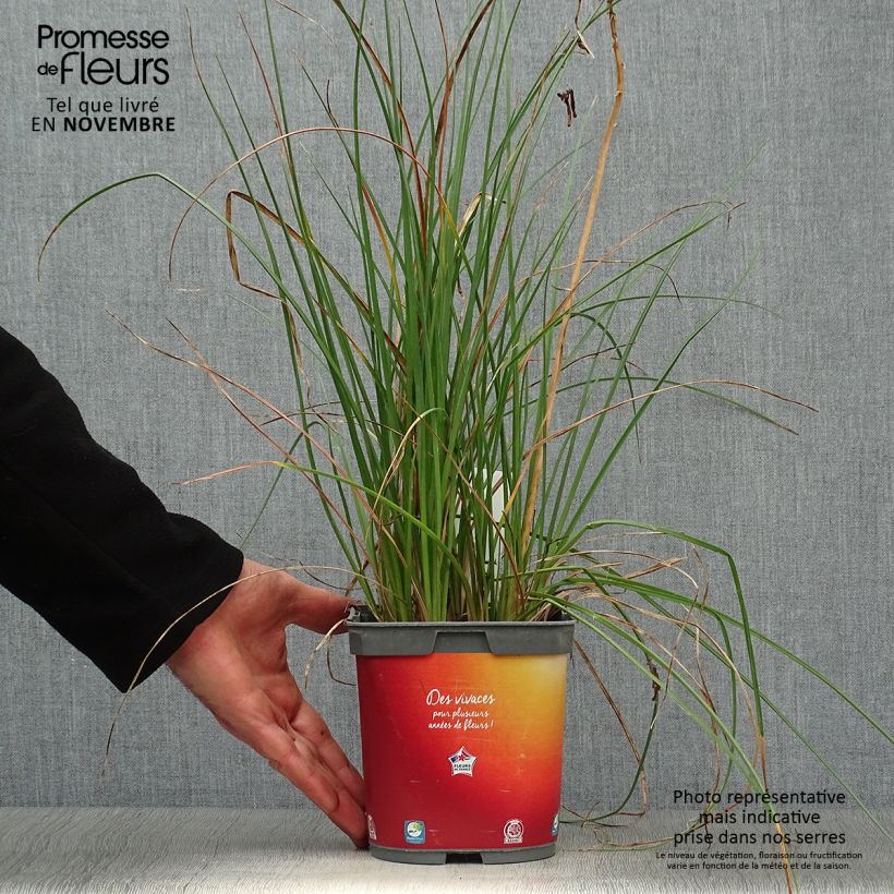 Ejemplar de Kniphofia Papaya Popsicle Maceta 2L/3L entregado en otoño