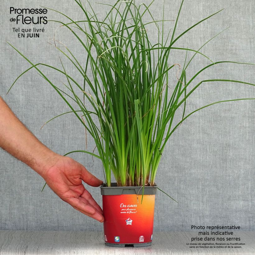 Ejemplar de Kniphofia Papaya Popsicle Maceta 2L/3L entregado en verano