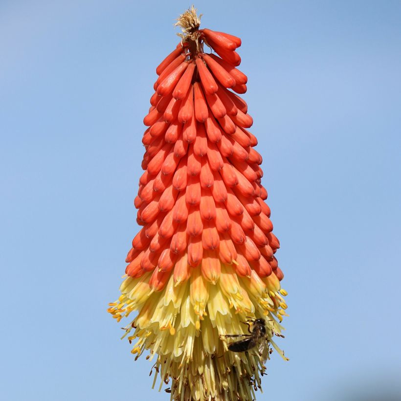 Kniphofia Traffic Lights (Floración)