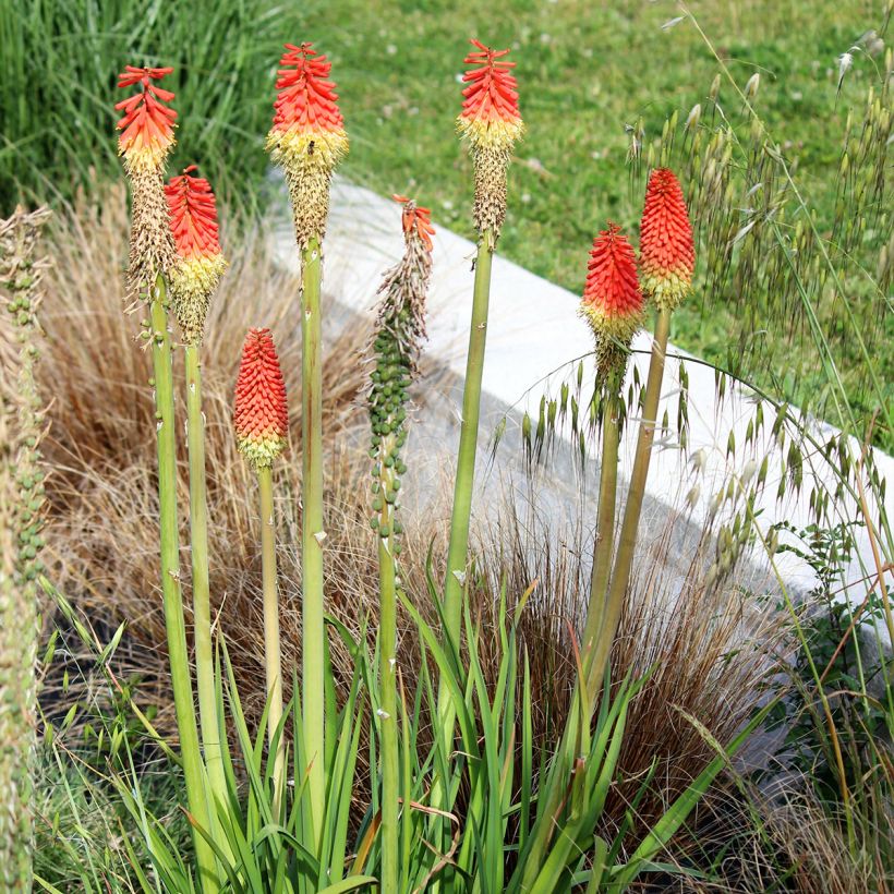 Kniphofia Traffic Lights (Porte)