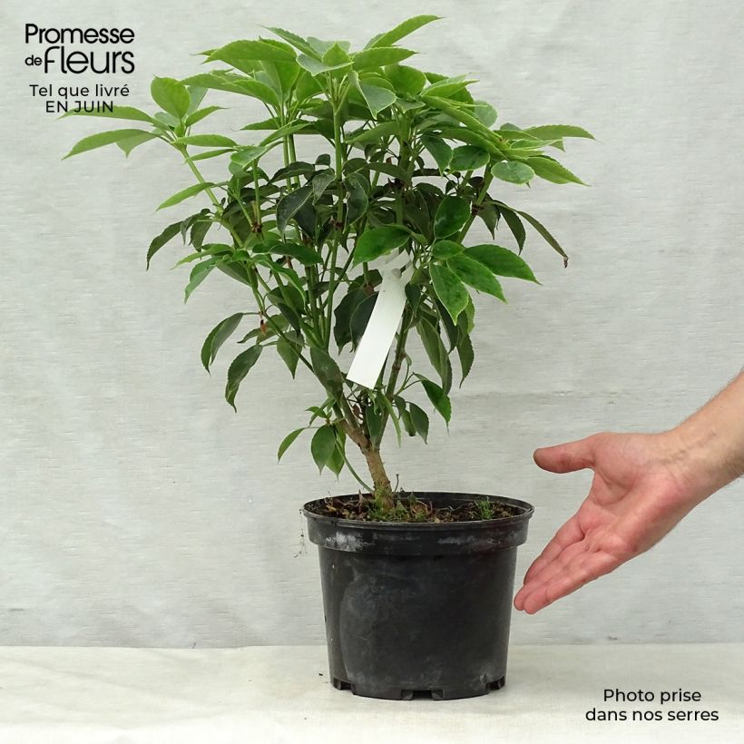Ejemplar de Trochodendron aralioides - Arbre aux roues Pot de 4L/5L entregado en verano