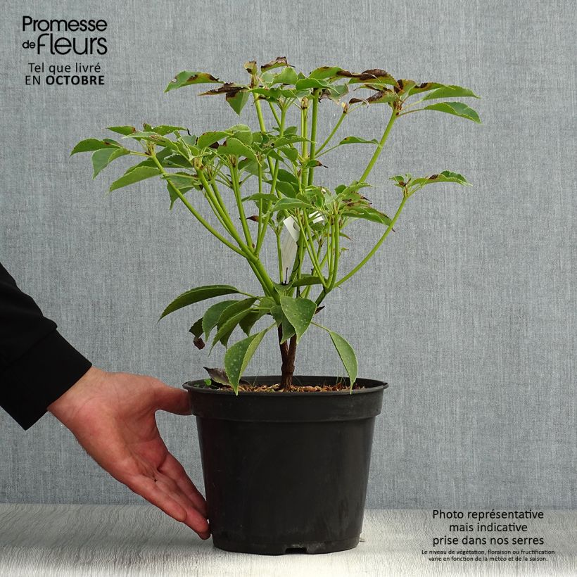 Ejemplar de Trochodendron aralioides Maceta 4L/5L entregado en otoño
