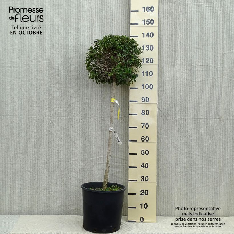 Ejemplar de Ligustrum delavayanum - Aligustre jonandro Maceta 12L/15L entregado en otoño