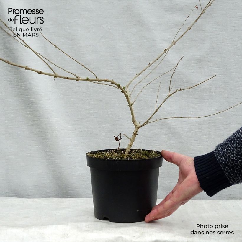 Ligustrum obtusifolium Massif - Aligustre Maceta 2L/3LAltura de entrega aprox. 30/40cm Ejemplar entregado en la primavera