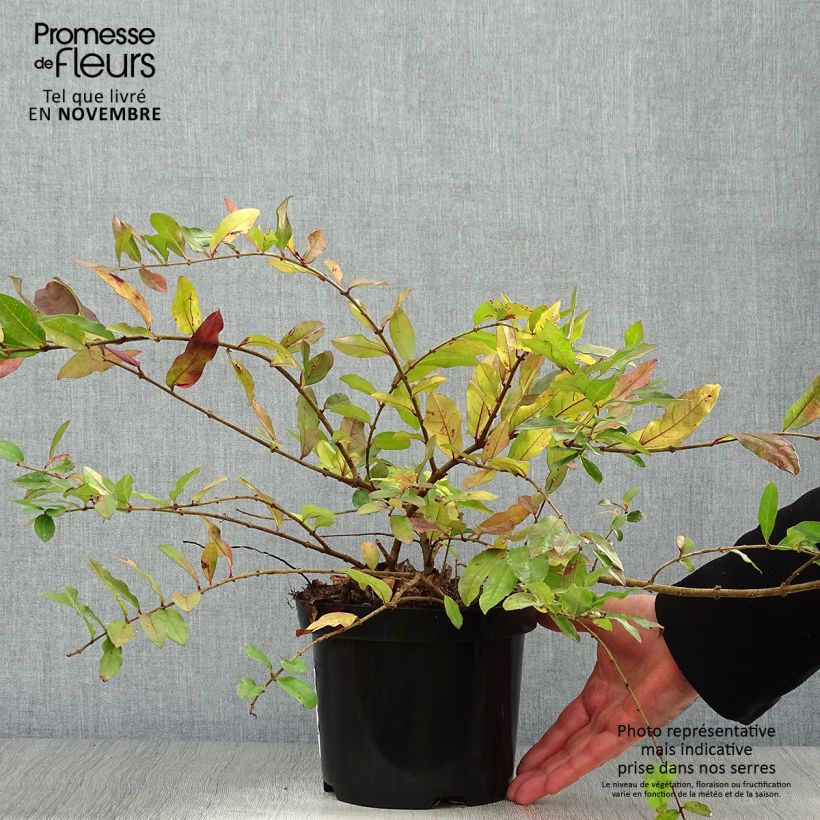 Ejemplar de Ligustrum obtusifolium Massif - Aligustre Maceta 2L/3L entregado en otoño