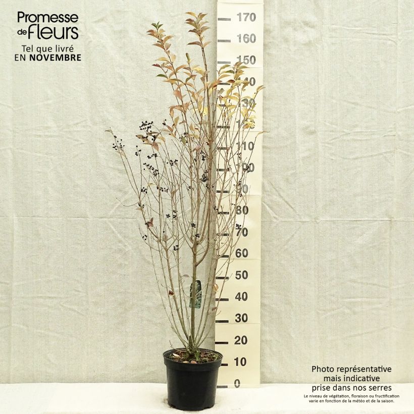 Ejemplar de Ligustrum ovalifolium - Aligustre de California Maceta 7,5L/10L entregado en otoño