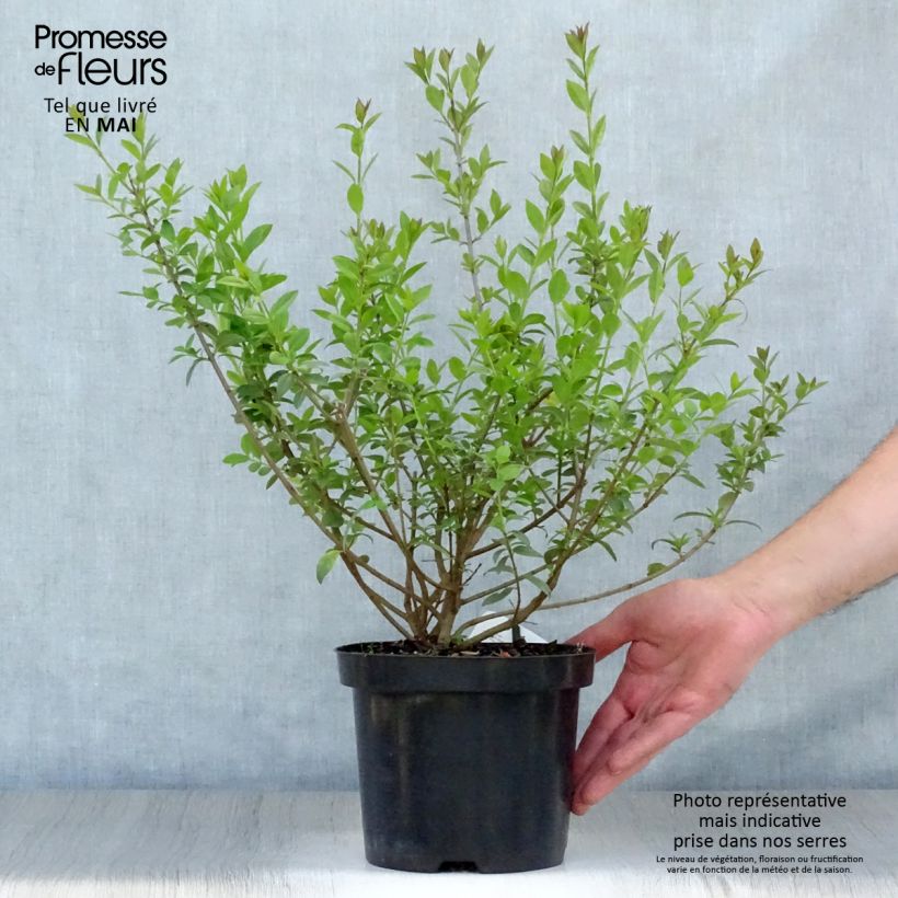 Ligustrum vulgare Atrovirens - Aligustre común Maceta 2L/3LAltura de entrega aprox. 50cm Ejemplar entregado en la primavera