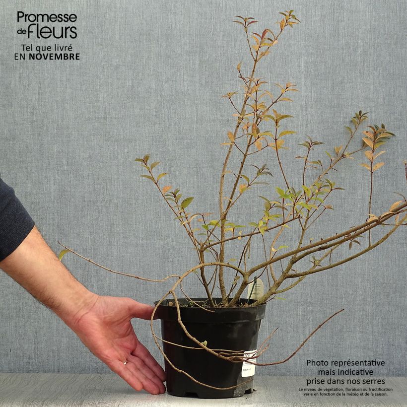 Ejemplar de Ligustrum vulgare Atrovirens - Aligustre común Maceta 2L/3L entregado en otoño