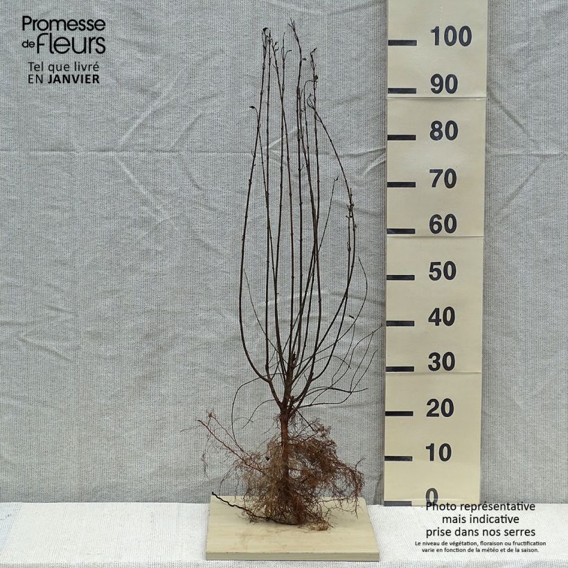 Ligustrum vulgare Atrovirens - Aligustre común Raíces desnudasAltura de entrega aprox. 150/180cm Ejemplar entregado en invierno