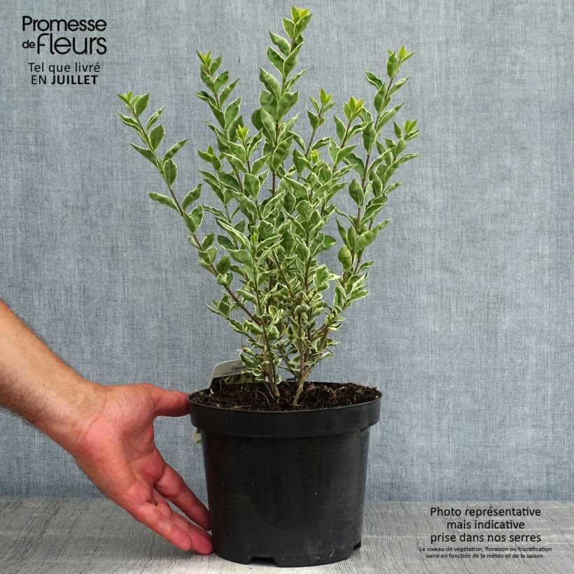 Ejemplar de Ligustrum ovalifolium Argenteum - Aligustre de California Maceta 2L/3LAltura de entrega aprox. 30/40cm entregado en verano