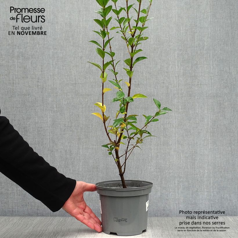 Ejemplar de Ligustrum ovalifolium Lemon and Lime - Aligustre de California Maceta 2L/3L entregado en otoño