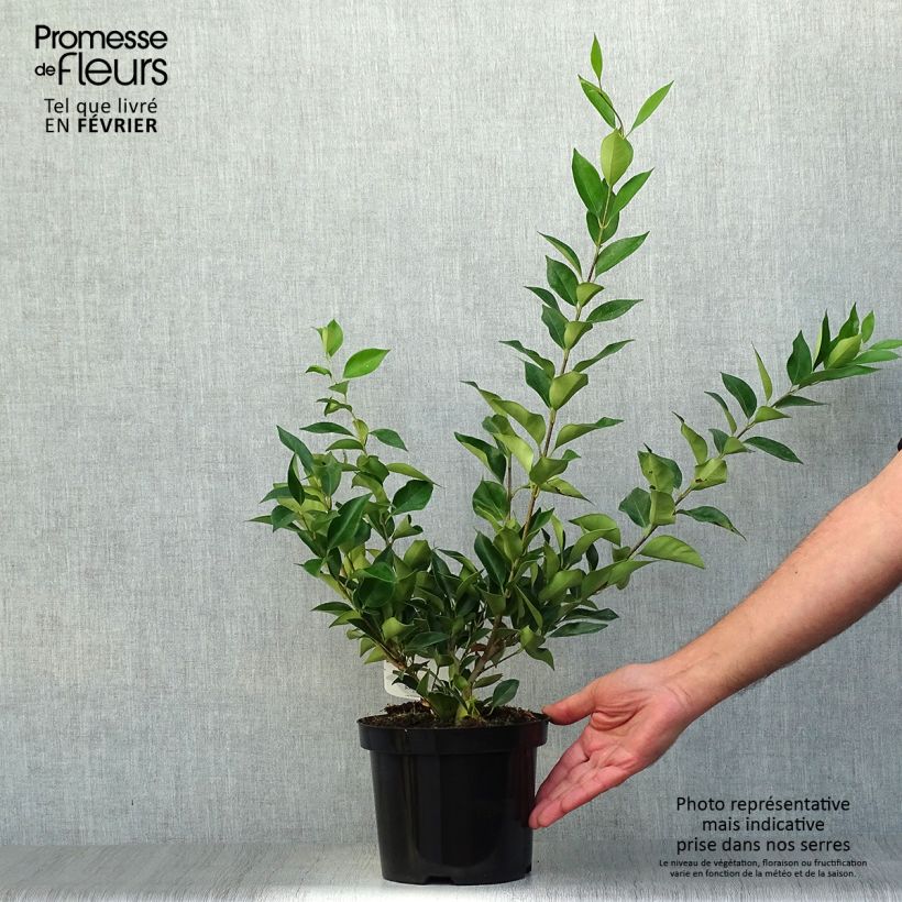 Ejemplar de Ligustrum lucidum - Aligustre de China Maceta 2L/3L entregado en otoño