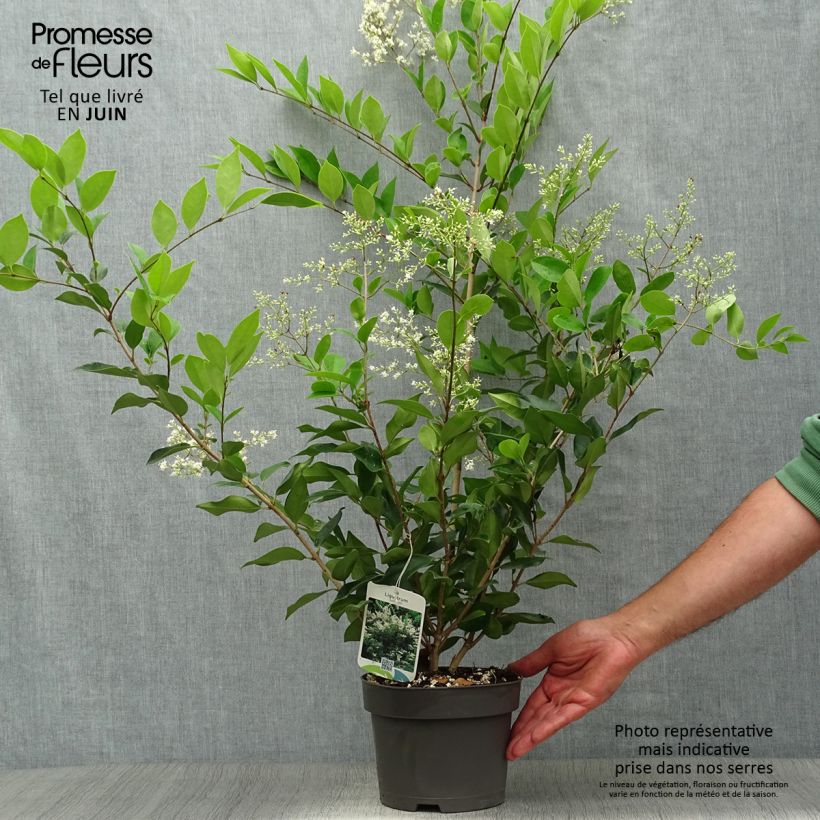 Ejemplar de Ligustrum lucidum - Aligustre de China Maceta 2L/3LAltura de entrega aprox. 30/40cm entregado en verano