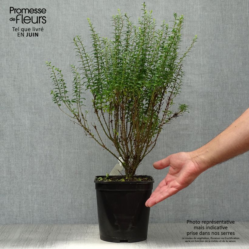 Ejemplar de Ligustrina Eugene Clive - Ligustrum sinense Maceta 4L/5L entregado en verano