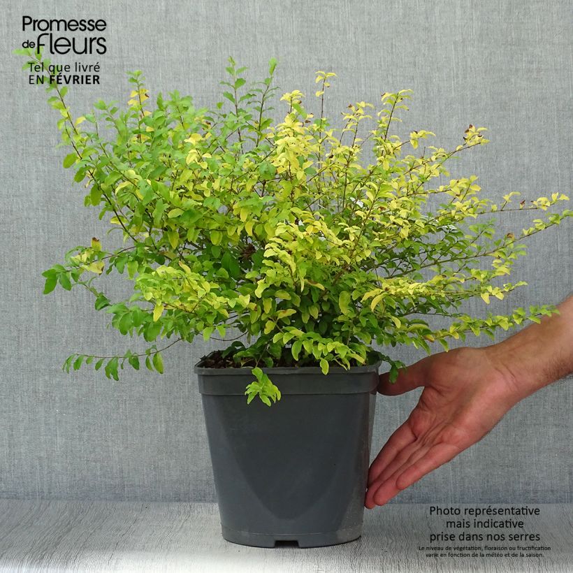 Ejemplar de Aligustre Sunshine - Ligustrum sinense Maceta 4L/5L entregado en otoño