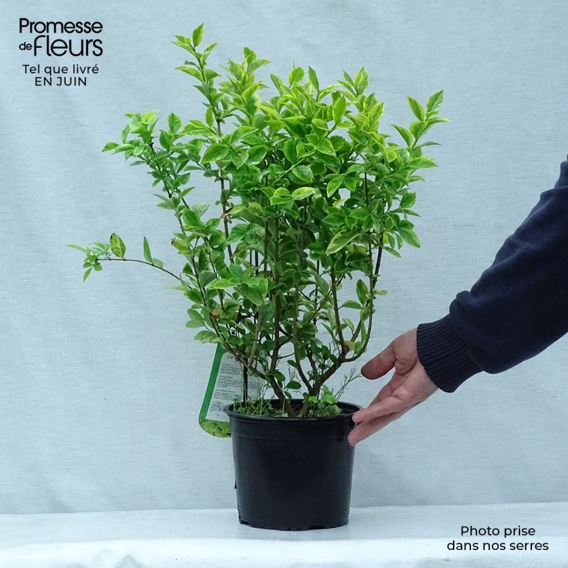 Ejemplar de Ligustrum ovalifolium Aureum - Aligustre de California Maceta 2L/3LAltura de entrega aprox. 60+cm entregado en verano