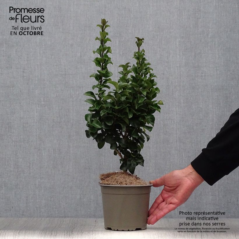 Ejemplar de Aligustre del Japón Rotundifolium - Ligustrum japonicum Maceta 2L/3L entregado en otoño