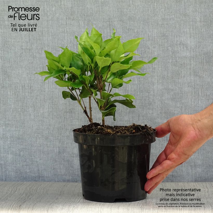 Ejemplar de Aligustre del Japón Texanum - Ligustrum japonicum Maceta 2L/3LAltura de entrega aprox. 30/40cm entregado en verano