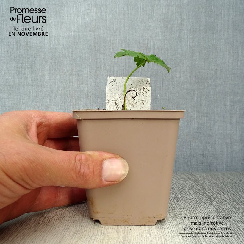 Ejemplar de Trollius Alabaster - Calderones Maceta de 8/9 cm entregado en otoño