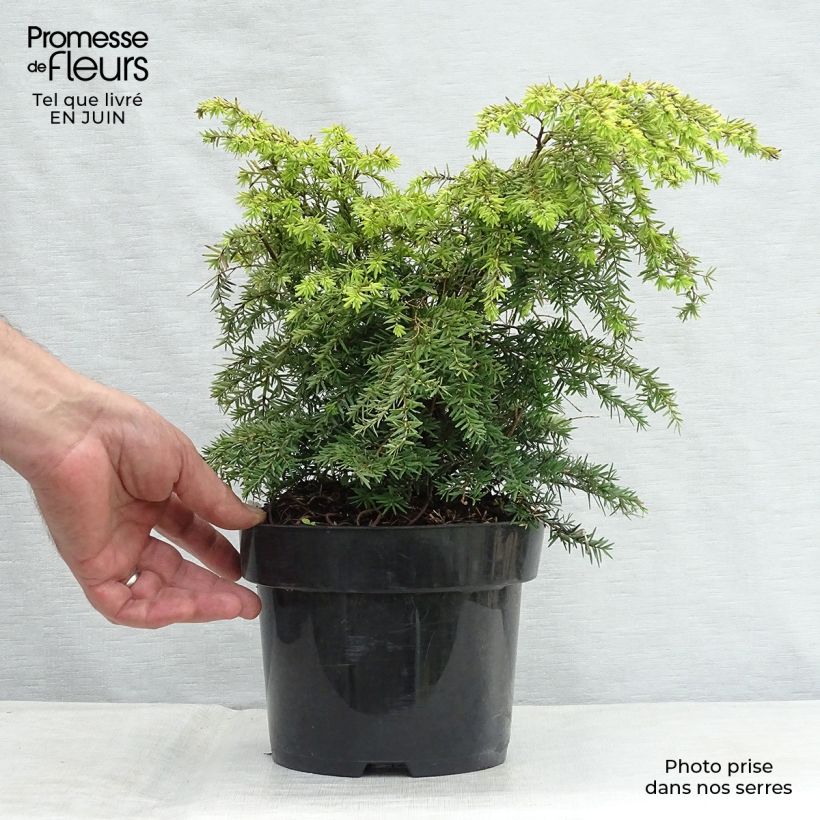 Ejemplar de Tsuga canadensis Jeddeloh - Falso abeto del Canadá Maceta 2L/3LAltura de entrega aprox. 10/20cm entregado en verano