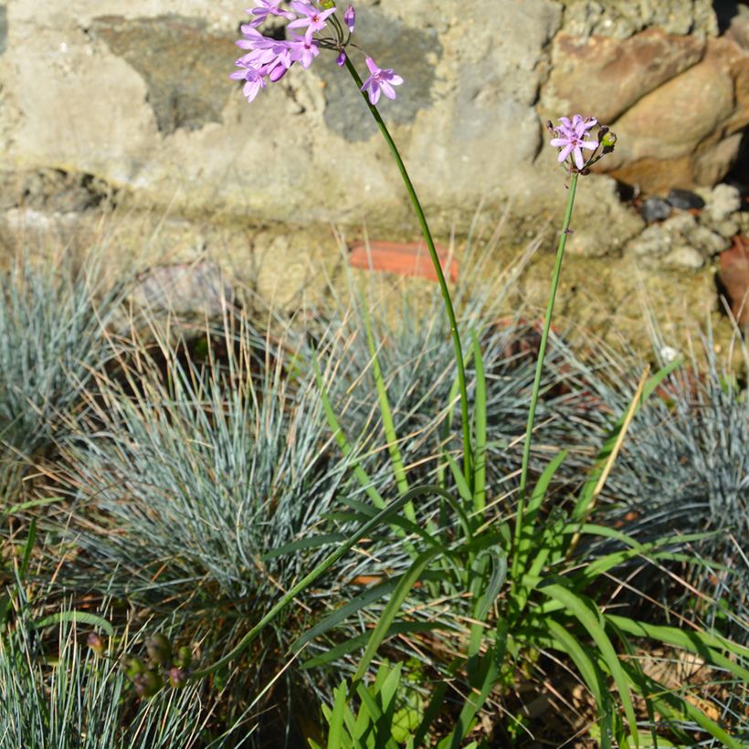 Tulbaghia Dark Star - Ajo social (Porte)