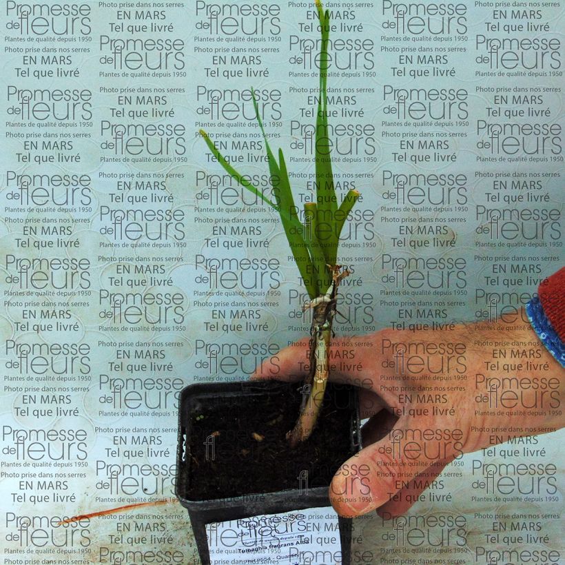 Ejemplo de ejemplar de Tulbaghia fragrans Alba - Ajo social Bulbo tal y como se entrega