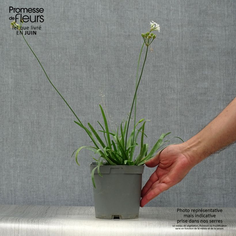 Ejemplar de Tulbaghia violacea var. maritima Savannah Lightning - Ajo social Maceta 2L/3L entregado en verano