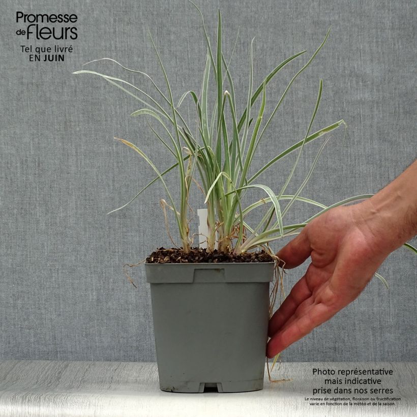 Ejemplar de Tulbaghia violacea Silver Lace - Ajo social Maceta 2L/3L calibre I entregado en verano