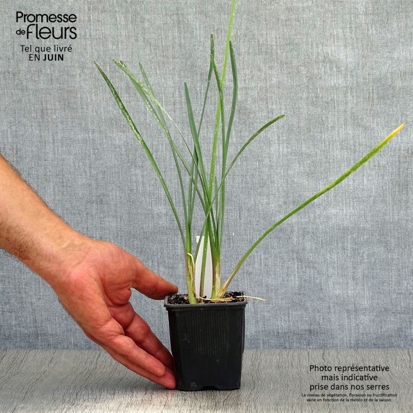 Ejemplar de Tulbaghia violacea - Ajo social Maceta de 8/9 cm entregado en verano