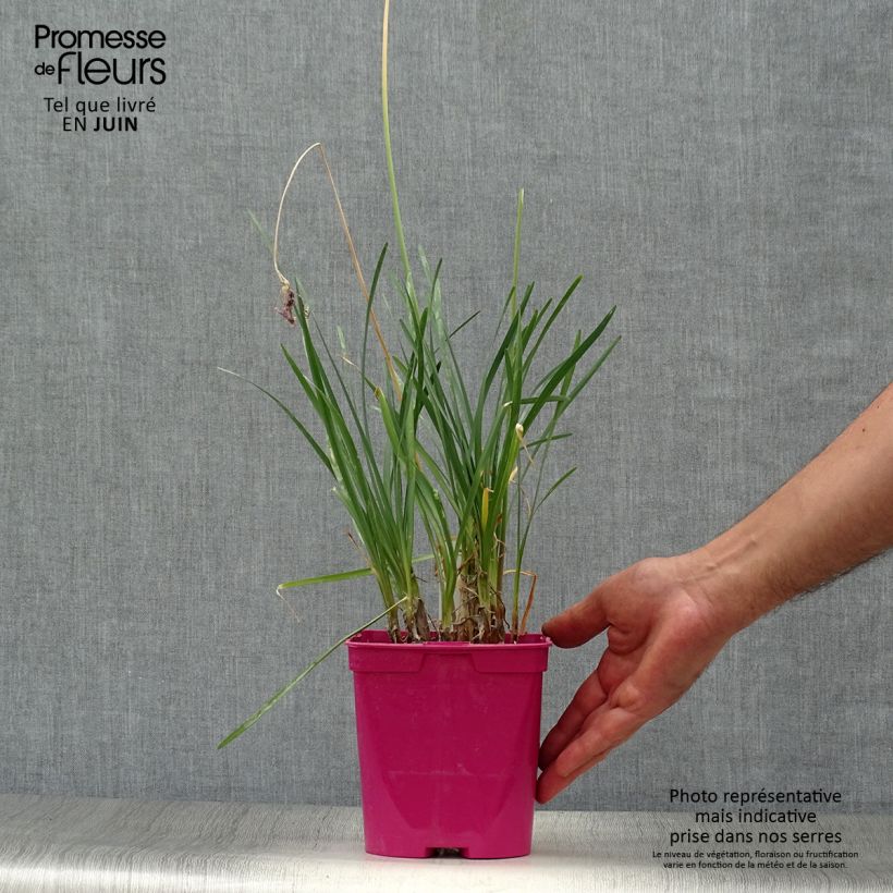 Ejemplar de Tulbaghia violacea - Ajo social Maceta 2L/3L entregado en verano