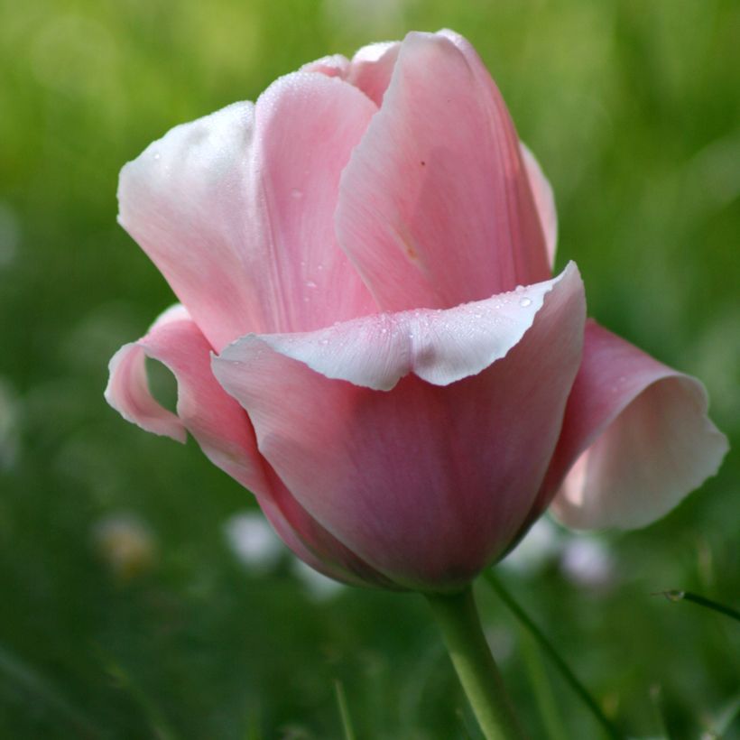 Tulipán Triunfo Beauty Queen (Floración)