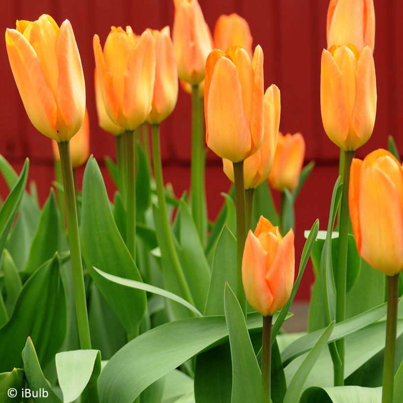 Tulipán simple de flor temprana Generaal De Wet (Porte)