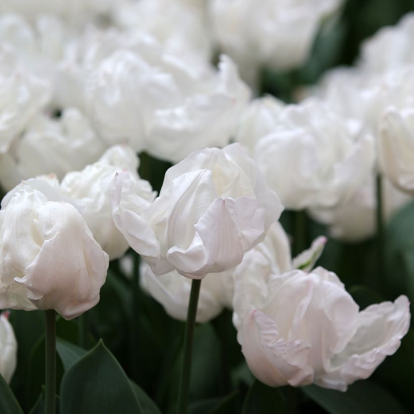 Tulipán Triunfo Rejoyce (Floración)