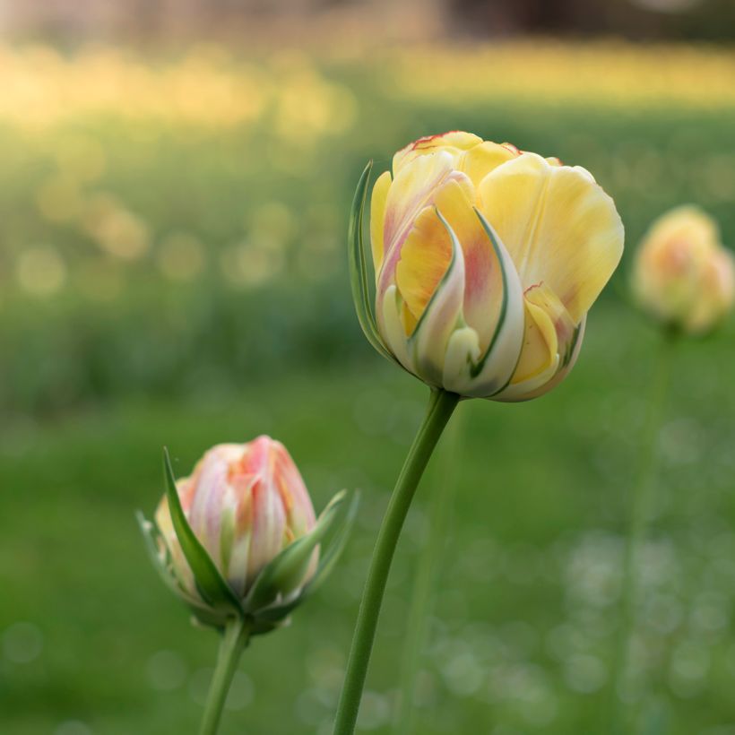 Tulipán Viridiflora Golden Artist (Floración)