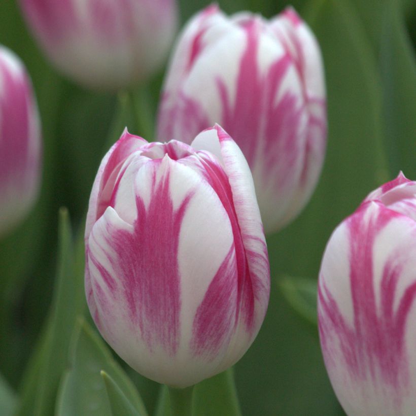 Tulipán Triunfo Caramba (Floración)