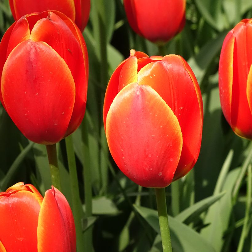 Tulipán híbrido Darwin World's Favourite (Floración)