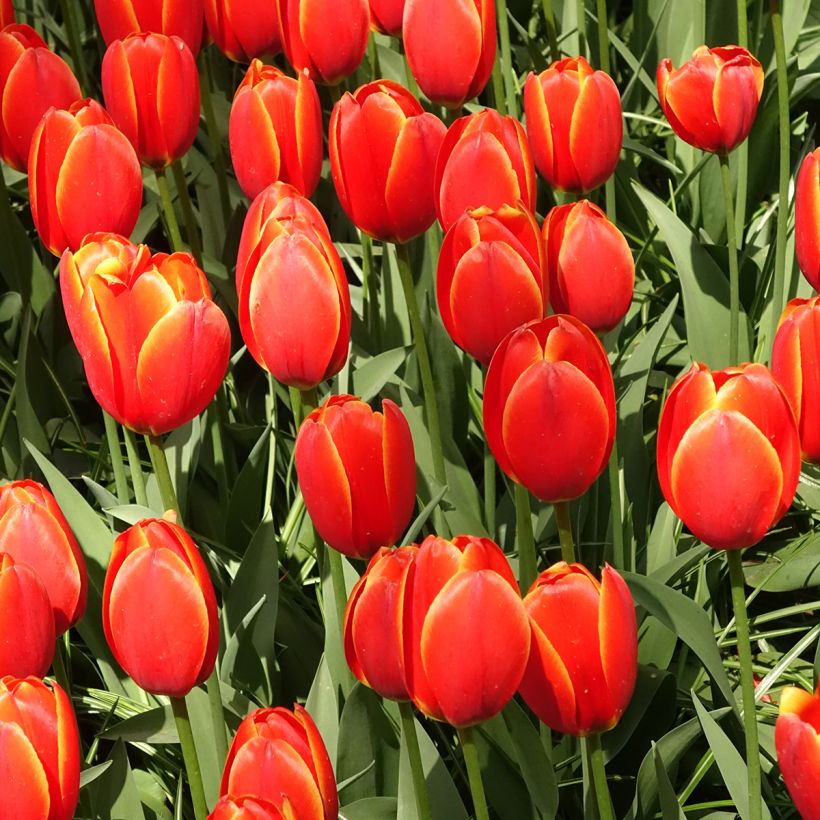 Tulipán híbrido Darwin World's Favourite (Porte)