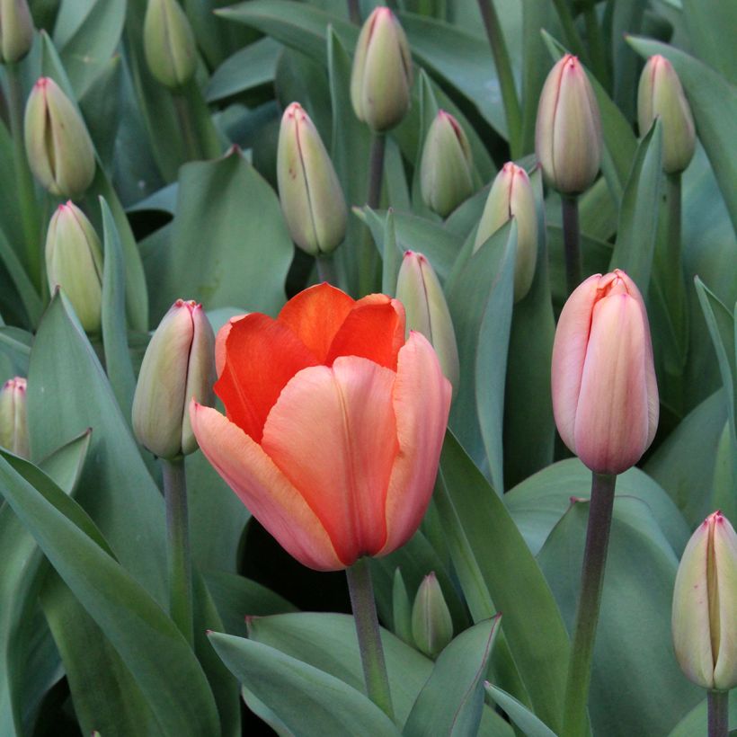 Tulipán híbrido Darwin Apricot Impression (Floración)