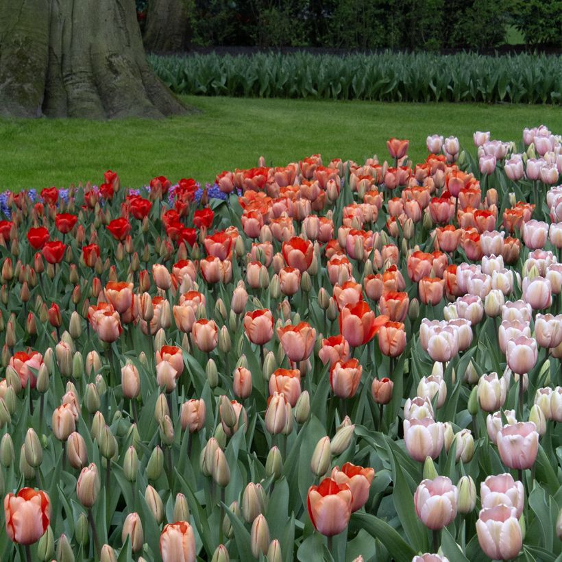 Tulipán híbrido Darwin Apricot Impression (Porte)