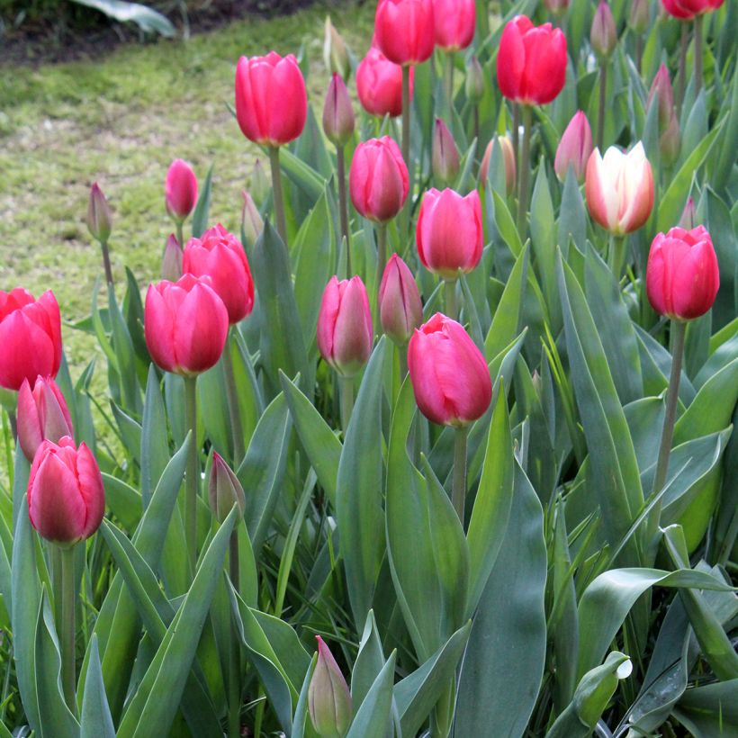 Tulipán híbrido Darwin Cherry Delight (Porte)