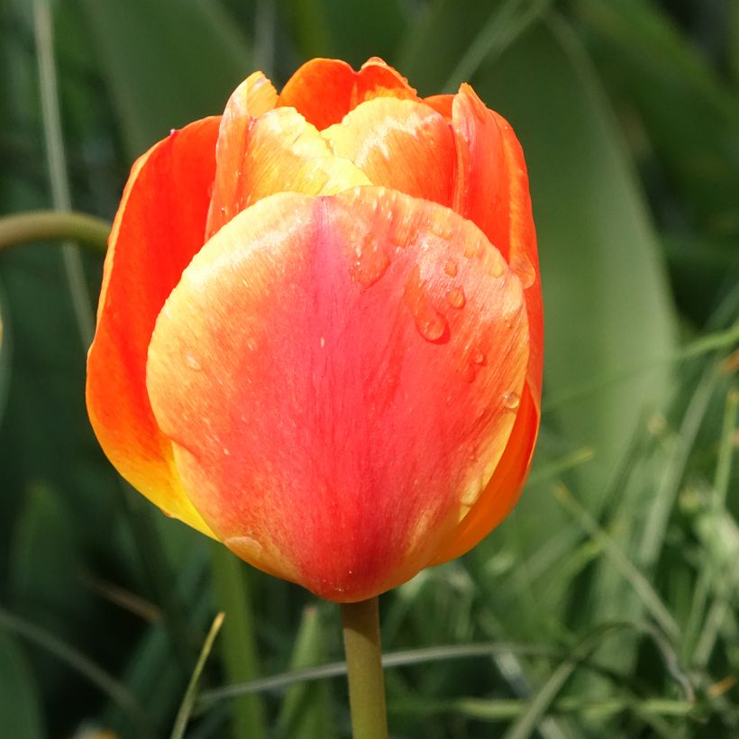 Tulipán híbrido Darwin Orange Lion (Floración)