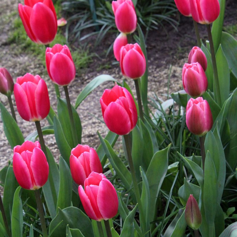 Tulipán híbrido Darwin Rosy Delight (Porte)