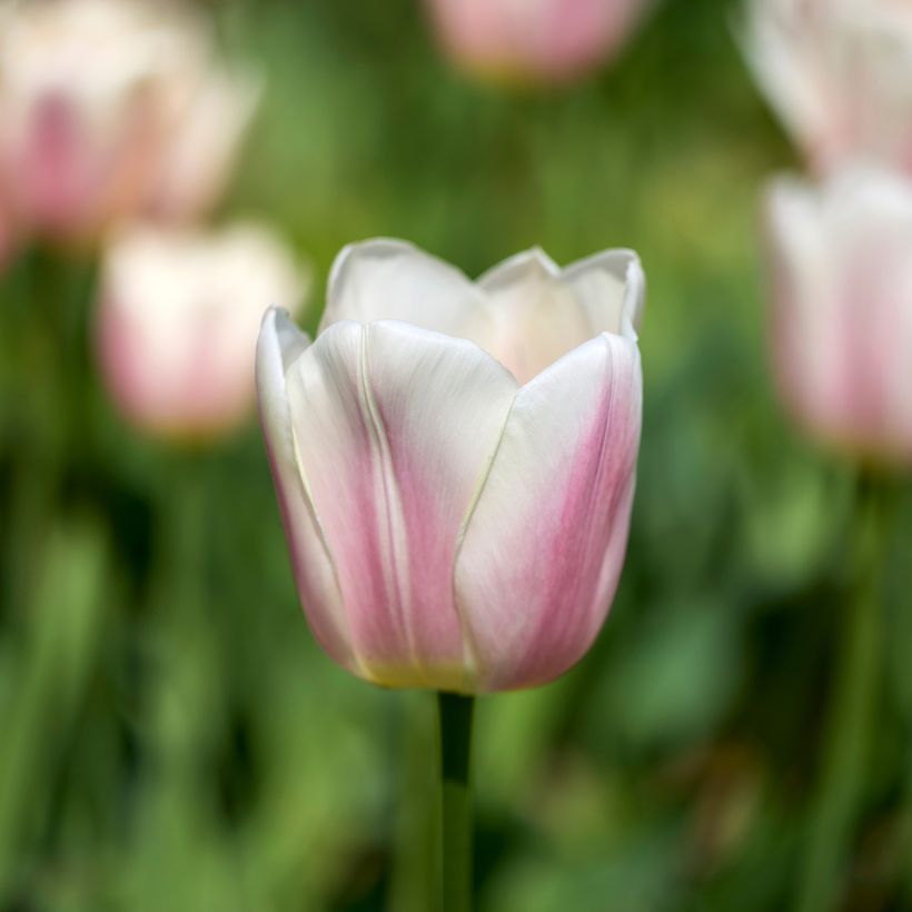 Tulipán híbrido Darwin Royal Pride (Floración)