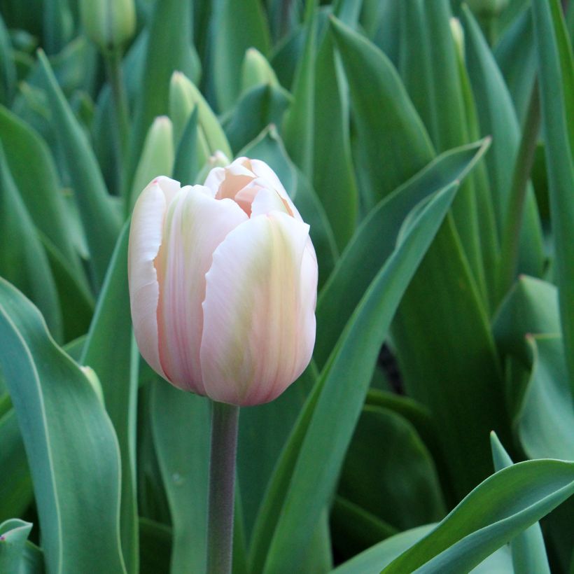 Tulipán híbrido Darwin Salmon Impression (Floración)